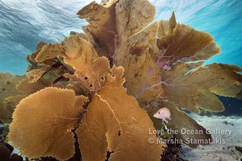 Bonaire Sea Fan